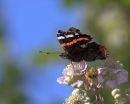 Red_Admiral